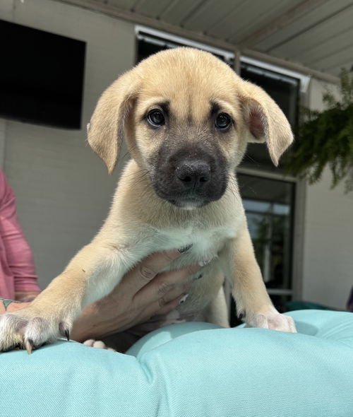 picture of the dog needing adoption