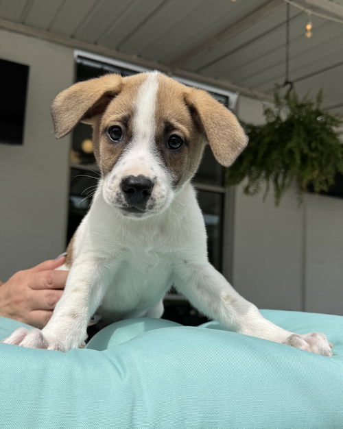 picture of the dog needing adoption