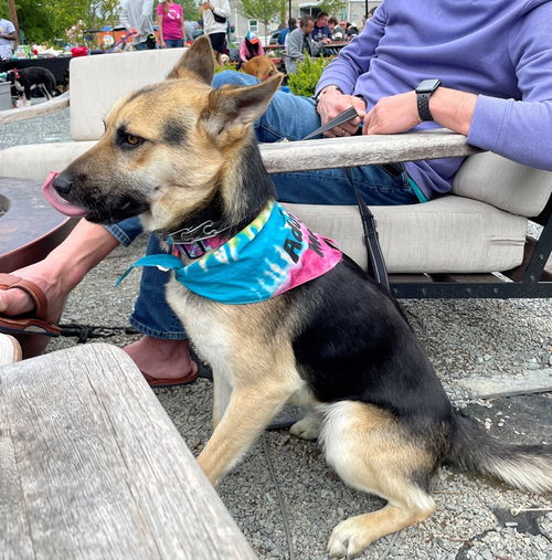 picture of the dog needing adoption