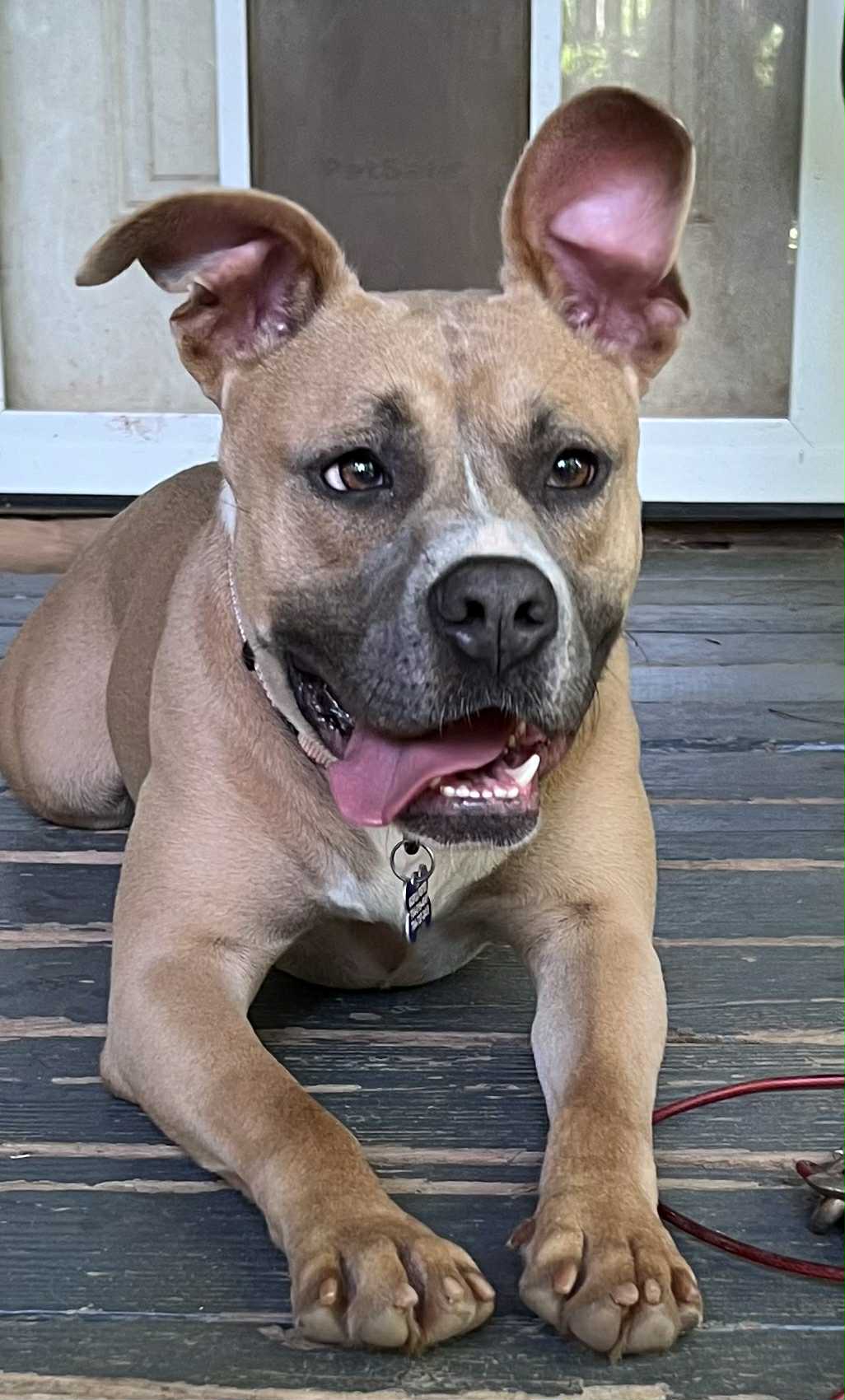 adoptable Dog in Charlotte, NC named Goldie