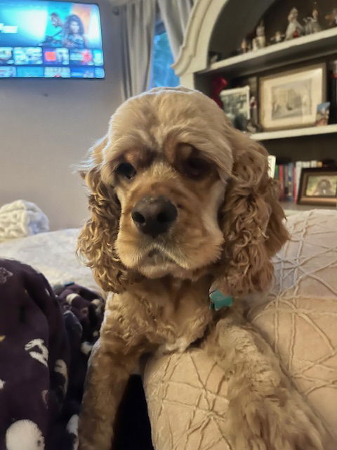 adoptable Dog in Charlotte, NC named Bailee
