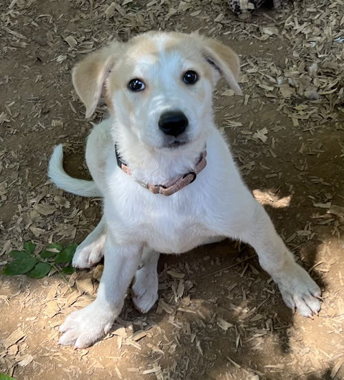picture of the dog needing adoption