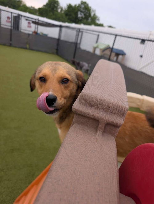 picture of the dog needing adoption