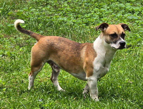 picture of the dog needing adoption