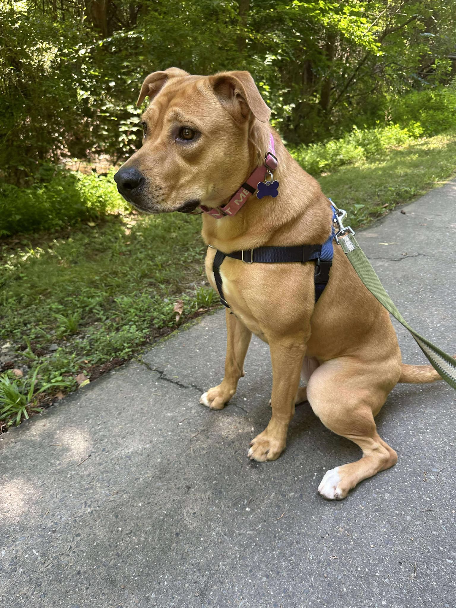 adoptable Dog in Charlotte, NC named Tillie