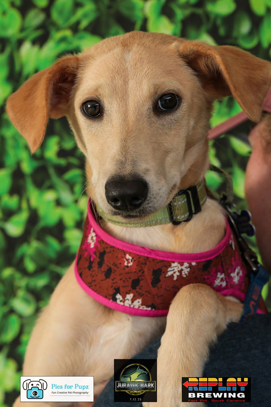 adoptable Dog in Charlotte, NC named Gabriella