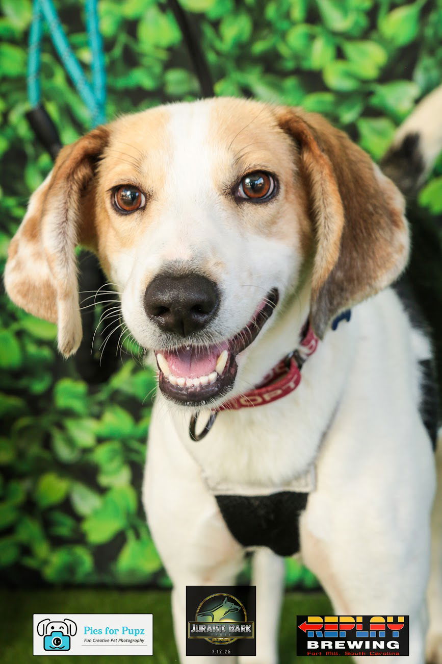 adoptable Dog in Charlotte, NC named Wilder