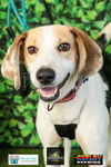 adoptable Dog in charlotte, NC named Wilder