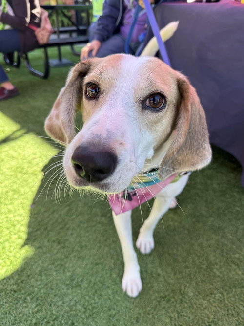 picture of the dog needing adoption