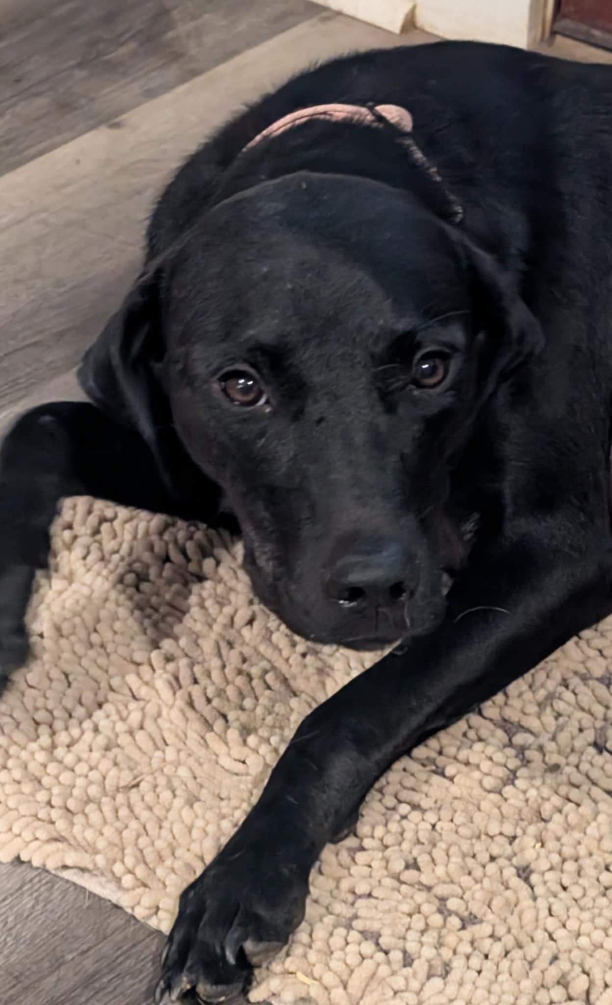 adoptable Dog in Charlotte, NC named Tootsie