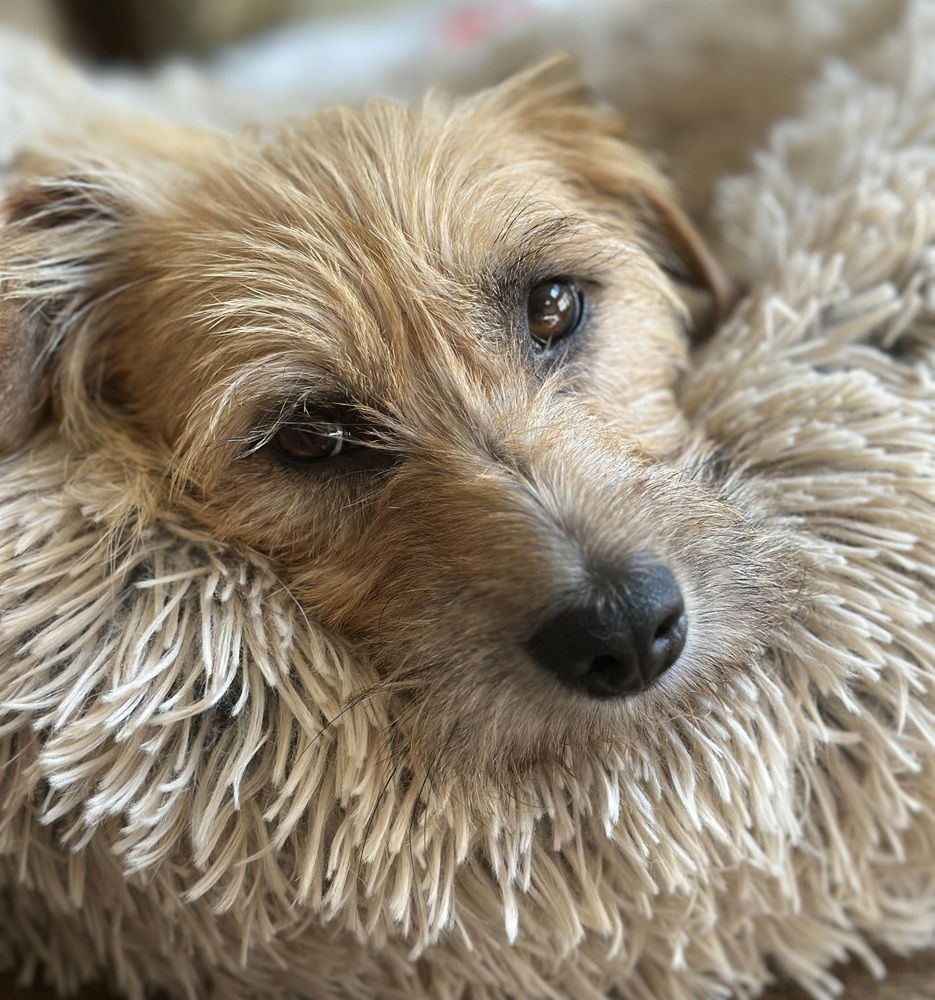 adoptable Dog in Charlotte, NC named Grizzly Bear