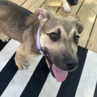 adoptable Dog in Charlotte, NC named Connie