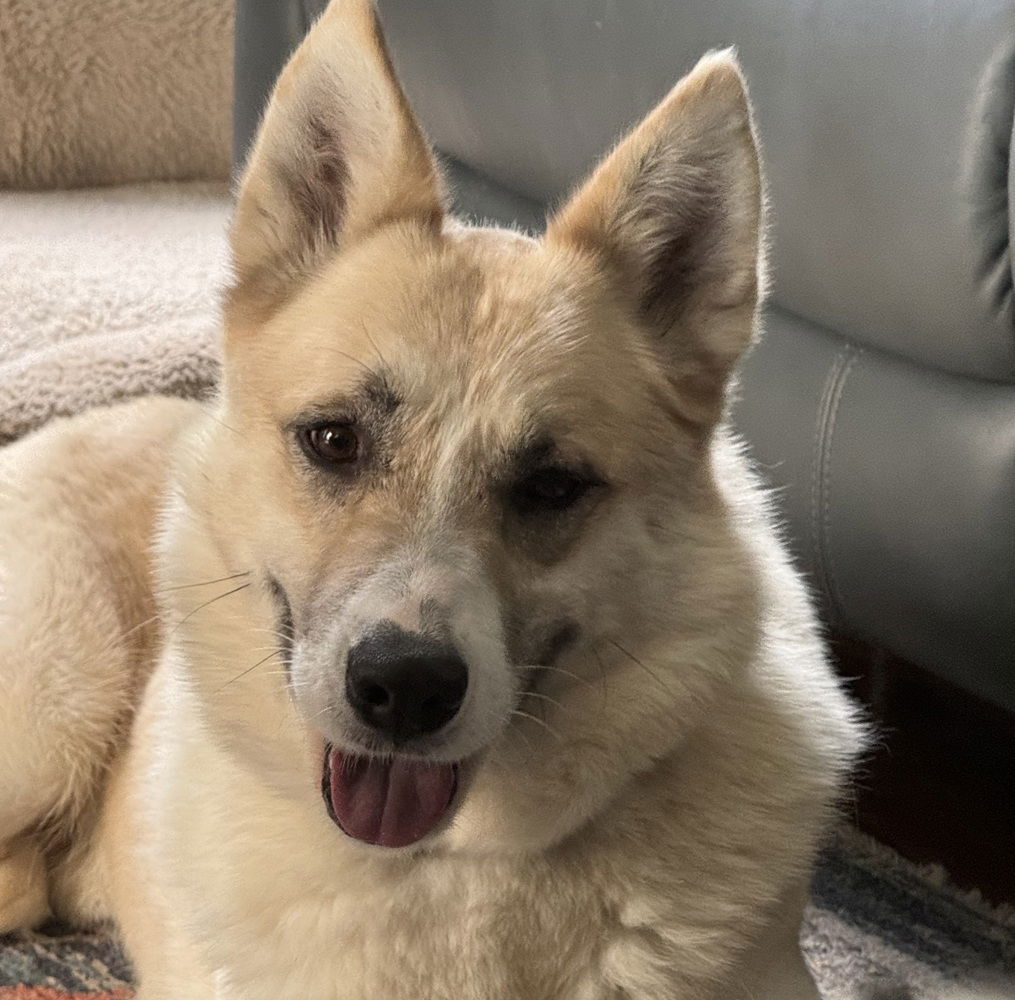 adoptable Dog in Charlotte, NC named Drago