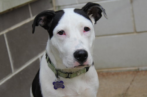 picture of the dog needing adoption