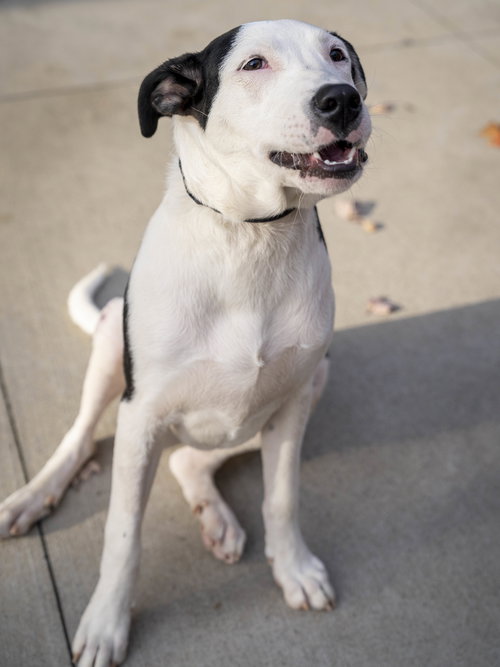 picture of the dog needing adoption