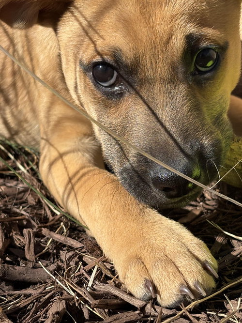picture of the dog needing adoption