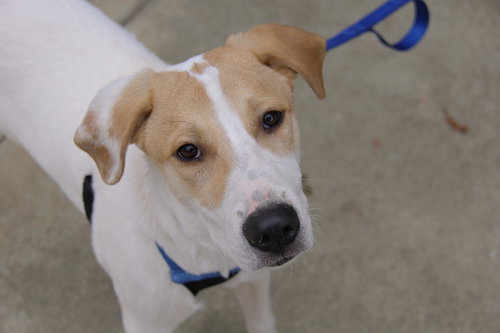 picture of the dog needing adoption