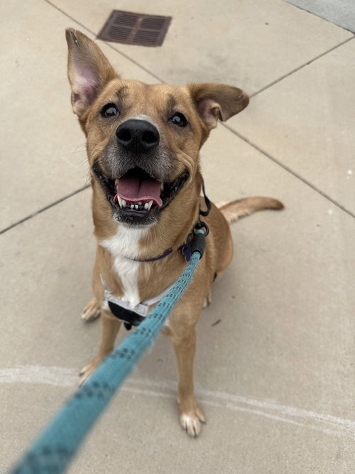 picture of the dog needing adoption