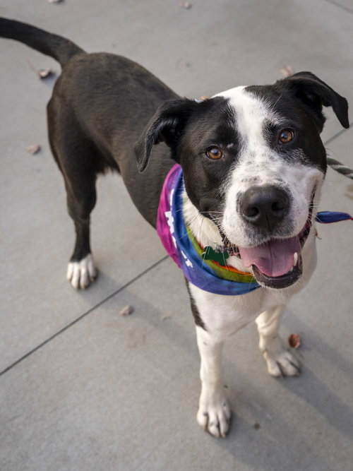 picture of the dog needing adoption