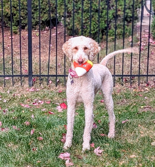 picture of the dog needing adoption