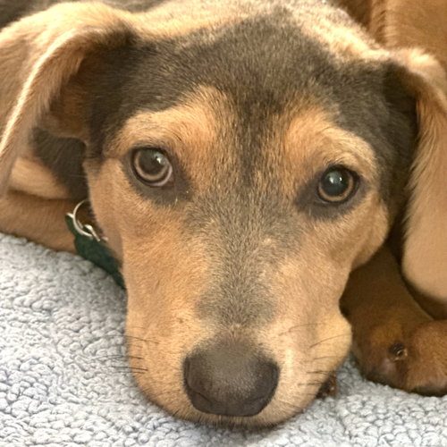 picture of the dog needing adoption