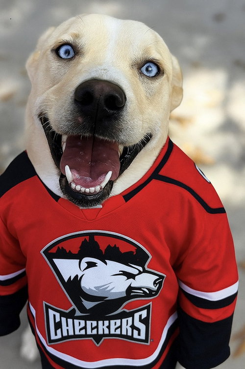 picture of the dog needing adoption