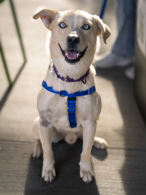 picture of the dog needing adoption