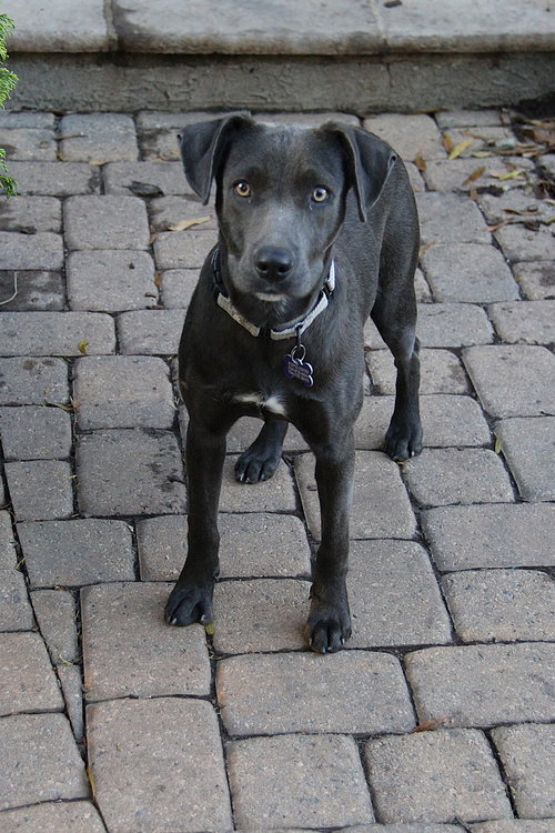 picture of the dog needing adoption