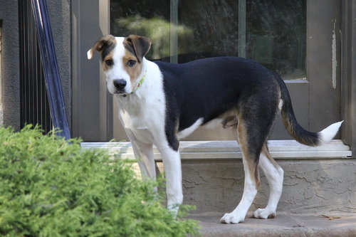 picture of the dog needing adoption