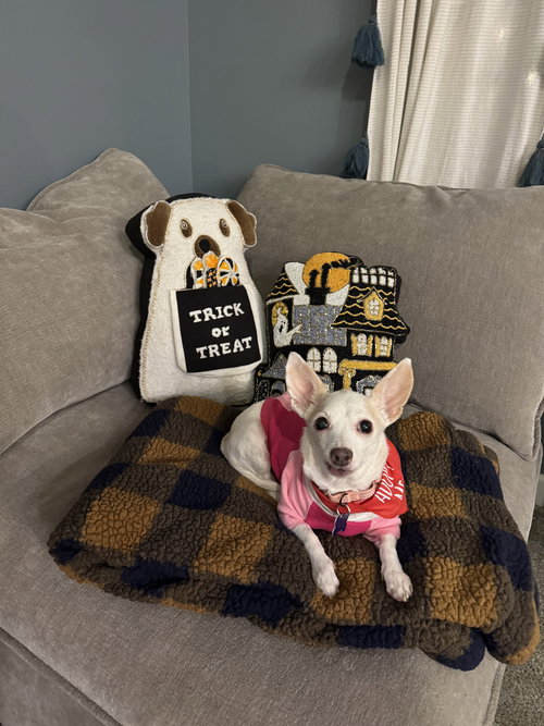 picture of the dog needing adoption