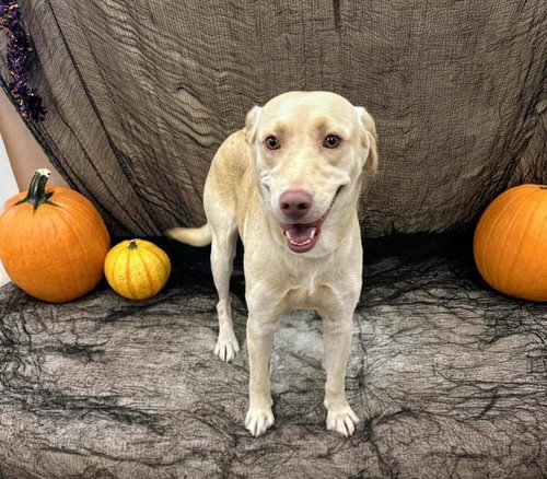 picture of the dog needing adoption