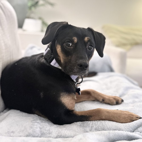 picture of the dog needing adoption