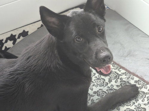picture of the dog needing adoption