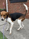 Winston - Photo 7