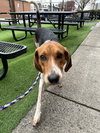 Winston - Photo 8