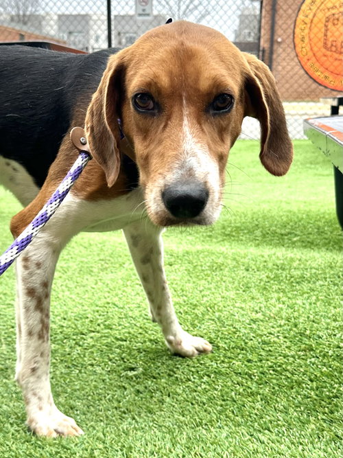picture of the dog needing adoption