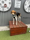 Winston - Photo 5