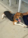 Winston - Photo 2