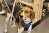 Winston - Photo 3