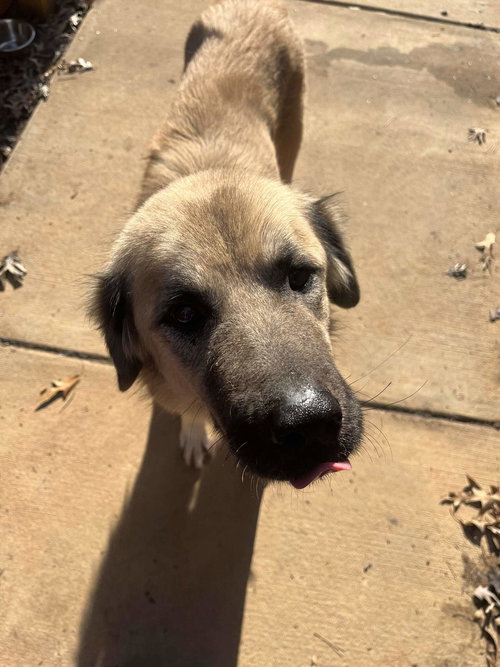 picture of the dog needing adoption