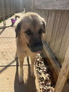 Sage - Photo 5