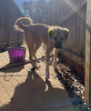Sage - Photo 6