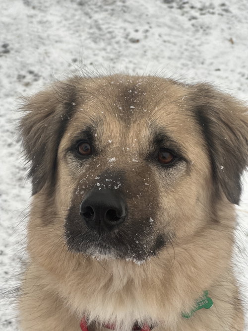 SAGE - Anatolian Shepherd for adoption in Charlotte