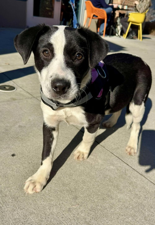 picture of the dog needing adoption