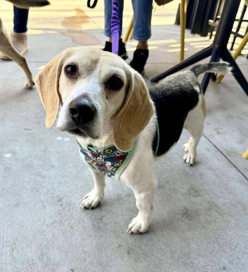 picture of the dog needing adoption