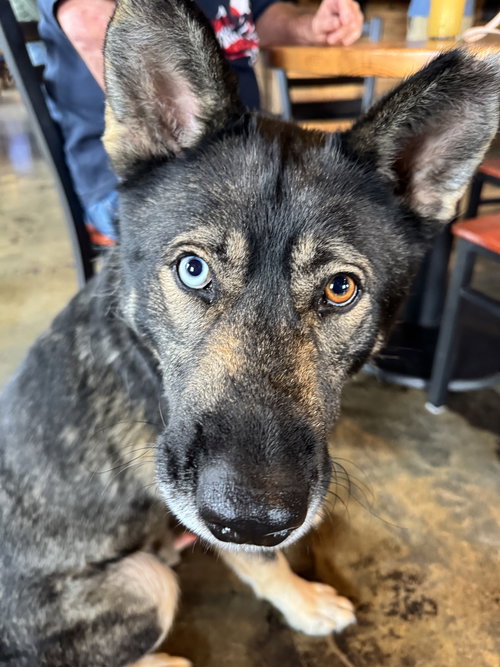 Lovo, an adoptable German Shepherd Dog in Charlotte, NC