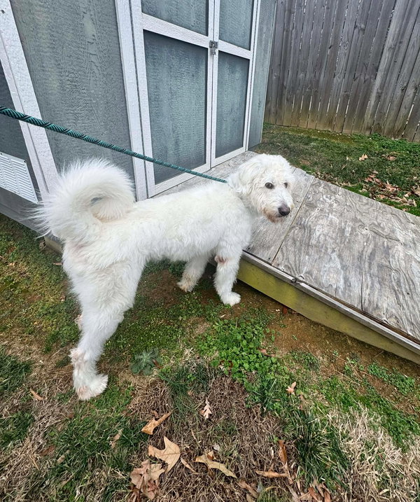 Snowball