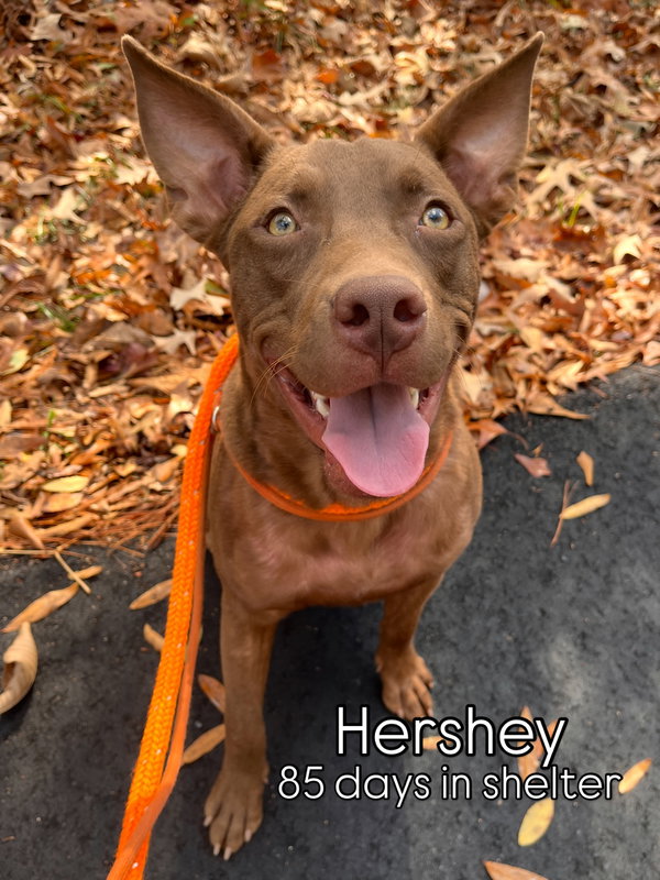 Hershey