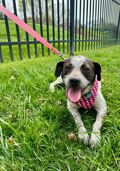 Camellia, an adoptable Australian Cattle Dog in Charlotte, NC
