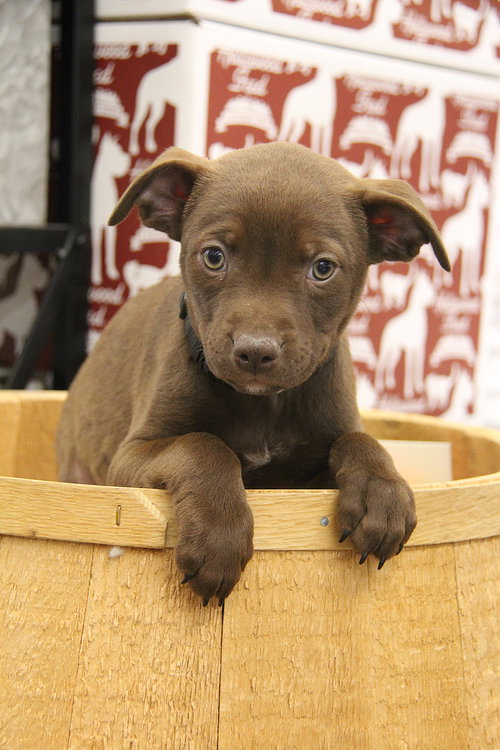 Seamus, an adoptable Terrier in Charlotte, NC